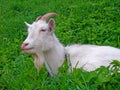 White goat is lying in the grass on the meadow