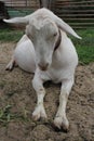 White goat lying on the grass sad sleeping sick animal