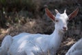 White goat lying in the shade of a tree