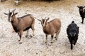 many goats eating outdoor in winter season. . Concept: eco-farm, lifestyle, home farm, goat breeding, ecological product