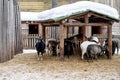 many goats eating outdoor in winter season. . Concept: eco-farm, lifestyle, home farm, goat breeding, ecological product
