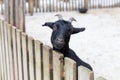 Black goat. The head is tilted to one side, looks out of the barn, it's winter, it's snowing. Concept: eco-farm Royalty Free Stock Photo