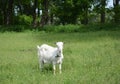 White goat in the meadow. Goat eating grass in the countryside.