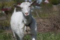 White goat meadow portrait Royalty Free Stock Photo