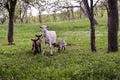 White mother goat with kids on meadow on sunny spring day Royalty Free Stock Photo