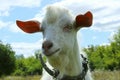 White goat outdoors. Goat Standing In Farm Pasture. Shot Of A Herd Of Cattle On A Dairy Farm. Nature, Farm, Animals Concept. Royalty Free Stock Photo