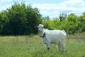 White goat outdoors. Goat Standing In Farm Pasture. Shot Of A Herd Of Cattle On A Dairy Farm. Nature, Farm, Animals Concept. Royalty Free Stock Photo