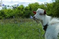 White goat outdoors. Goat Standing In Farm Pasture. Shot Of A Herd Of Cattle On A Dairy Farm. Nature, Farm, Animals Concept. Royalty Free Stock Photo