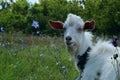 White goat outdoors. Goat Standing In Farm Pasture. Shot Of A Herd Of Cattle On A Dairy Farm. Nature, Farm, Animals Concept. Royalty Free Stock Photo