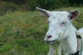 White goat outdoors. Goat Standing In Farm Pasture. Shot Of A Herd Of Cattle On A Dairy Farm. Nature, Farm, Animals Concept. Royalty Free Stock Photo