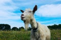 White goat outdoors. Goat Standing In Farm Pasture. Shot Of A Herd Of Cattle On A Dairy Farm. Nature, Farm, Animals Concept. Royalty Free Stock Photo