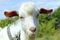 White goat outdoors. Goat Standing In Farm Pasture. Shot Of A Herd Of Cattle On A Dairy Farm. Nature, Farm, Animals Concept. Royalty Free Stock Photo