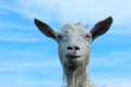 White goat outdoors. Goat Standing In Farm Pasture. Shot Of A Herd Of Cattle On A Dairy Farm. Nature, Farm, Animals Concept. Royalty Free Stock Photo