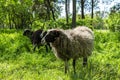 White goat in the park. Black Goat chewing grass in the field Royalty Free Stock Photo