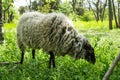 White goat in the park. Black Goat chewing grass in the field Royalty Free Stock Photo