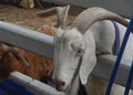 Picture A white goat pokes its head out of the cage inside the farm