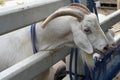 Picture A white goat pokes its head out of the cage inside the farm