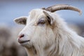 White Goat Portrait Royalty Free Stock Photo