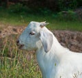 White goat portrait Royalty Free Stock Photo