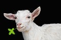 White goat - portrait on black background Royalty Free Stock Photo