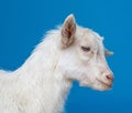 White goat - portrait Royalty Free Stock Photo