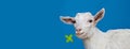 white goat - portrait on blue background Royalty Free Stock Photo