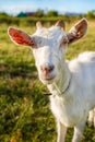 White goat portrait Royalty Free Stock Photo