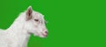 a white goat - portrait on green background Royalty Free Stock Photo