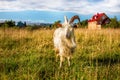 White goat portrait Royalty Free Stock Photo