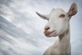 White goat portrait Royalty Free Stock Photo