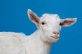 White goat portrait Royalty Free Stock Photo