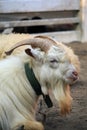 White goat portrait in zoo Royalty Free Stock Photo