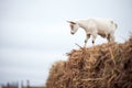 white goat reaching for hay on stacks edge