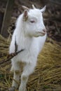 White goat`s gaze Royalty Free Stock Photo