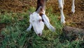 White Goat or sheep chewing green grass and tie with a shaft in Town. Near up of head and horns, Rustic india Royalty Free Stock Photo