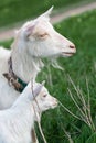 White goat and a small kid graze in a field of green grass Royalty Free Stock Photo