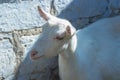 White goat standing on a brick wall background
