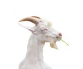 White goat standing closed eye and eating green grass with happy face isolated on white background ,clipping path,apra aegagrus Royalty Free Stock Photo