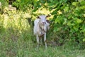 White goat standing on grass Royalty Free Stock Photo