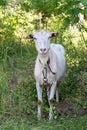 White goat standing on grass Royalty Free Stock Photo