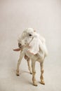 White Goat Standing in Studio Royalty Free Stock Photo