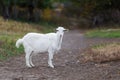 White goat stands on a rural country path