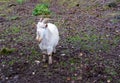 White goat stands in the yard on an autumn day Royalty Free Stock Photo