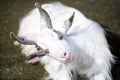 White goat staring fixed gaze seated Royalty Free Stock Photo