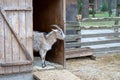 White goat on the street in the corral. Winter snow on the ground, animals walk on the farm. Agriculture horned and hornless anima Royalty Free Stock Photo