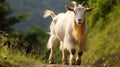 Mythological White Goat: A Handsome Cheese Sculpture On A Wiccan-inspired Path