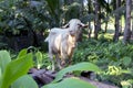 White goat in summer garden, animal photo. Cute fluffy goat with thread on neck. Farm animal on pasture.