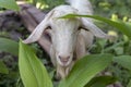 White goat in summer garden. Cute fluffy animal photo. Farm animal portrait. Curious goat looking into camera