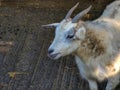 White goat with two horns in the fold Royalty Free Stock Photo