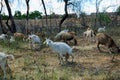 White goat urinating with other goats in the field Royalty Free Stock Photo